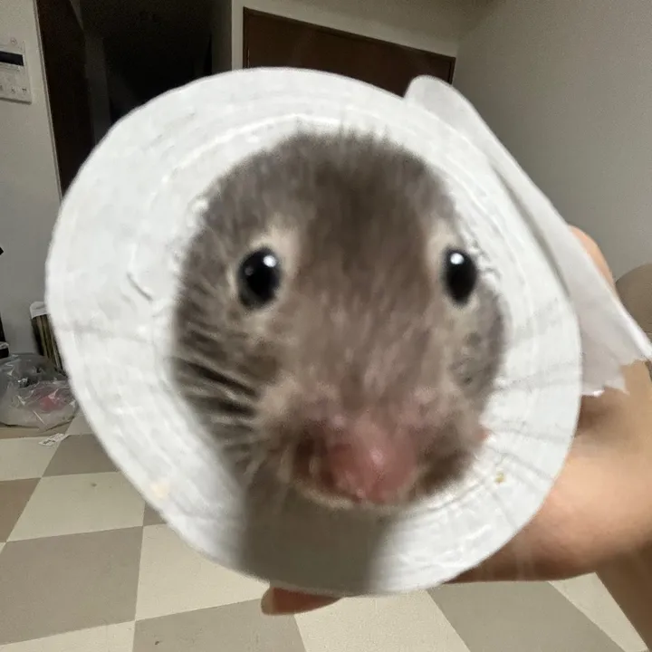 @_dovob_ TikTok