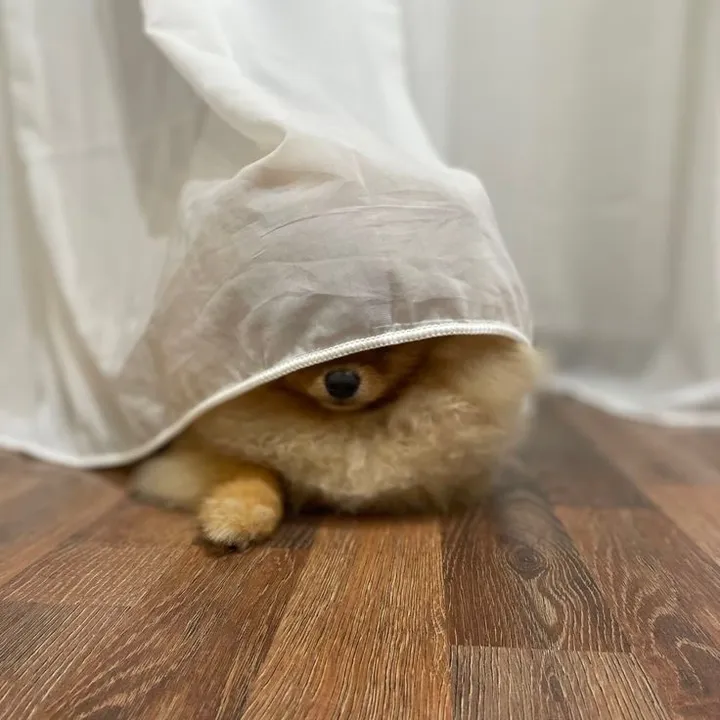 @aniieenptr TikTok