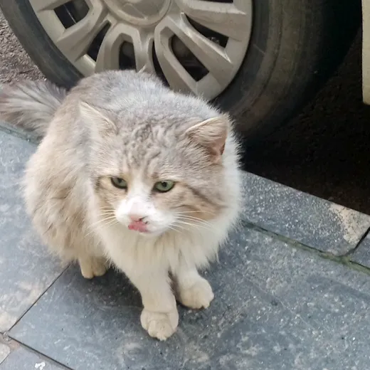 @aydinli005 TikTok