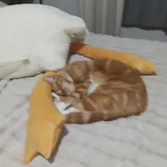 @ban343774 TikTok