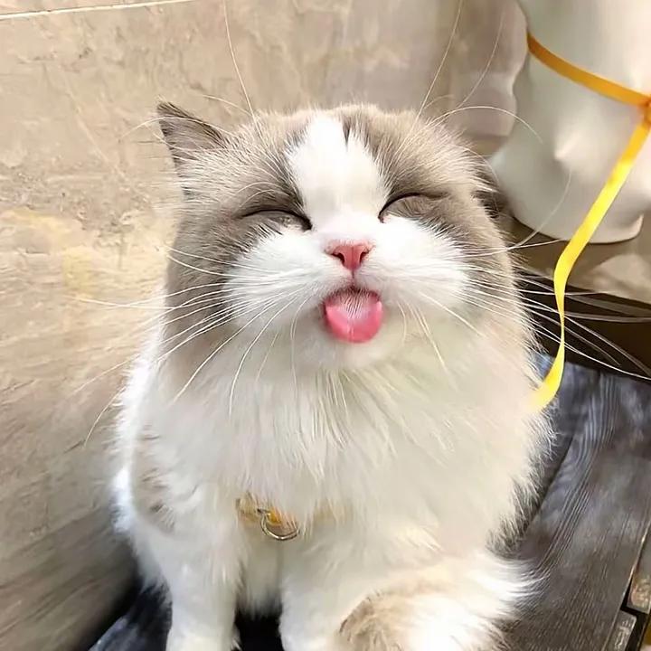 @evrilia151 TikTok
