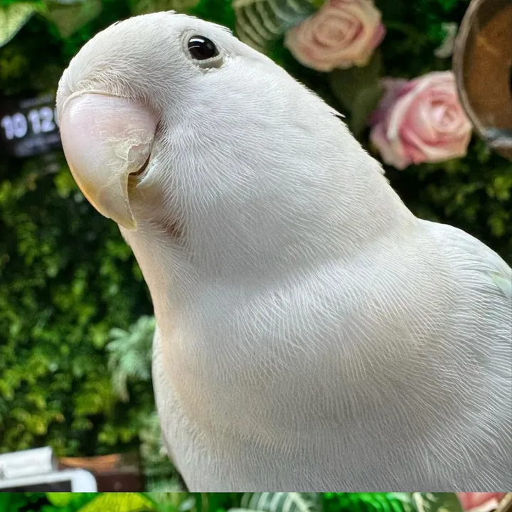 @heitieisgirl TikTok