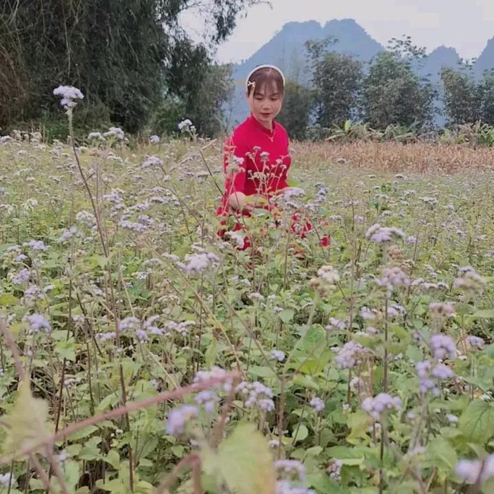 @huong123612 TikTok