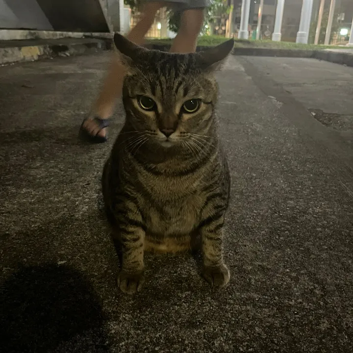 @melsokool TikTok