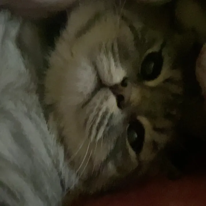 @moomowmeow1 TikTok