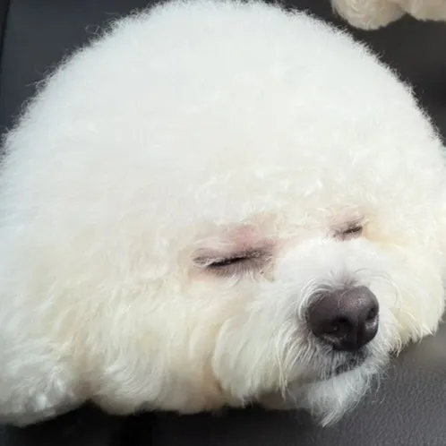 @ninnikuoome02 TikTok