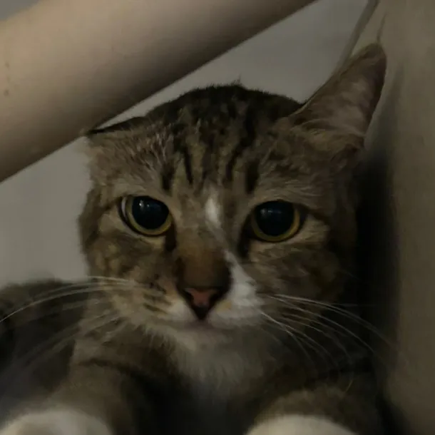 @not.nines TikTok