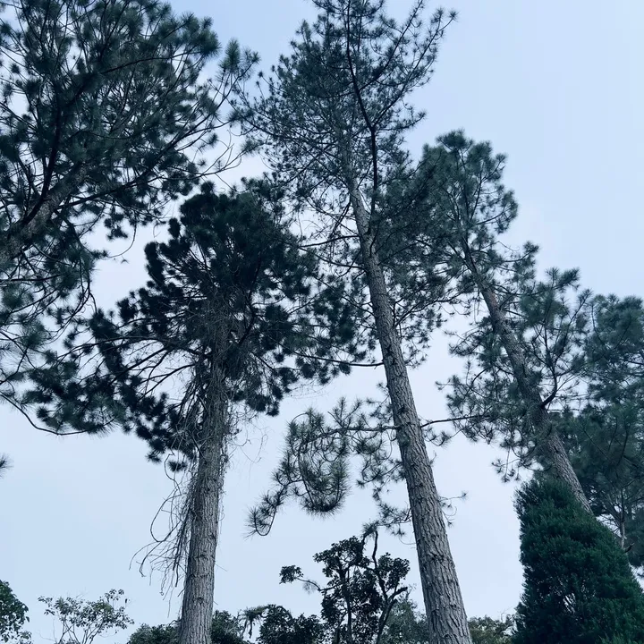 @shalitylqze TikTok