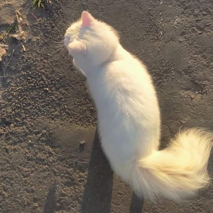 @yipiya0 TikTok