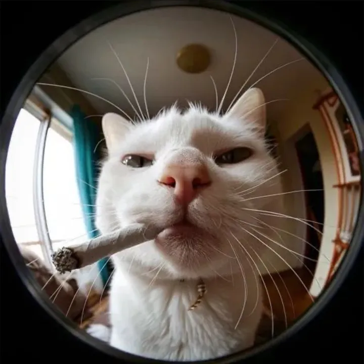 @yourgod220 TikTok