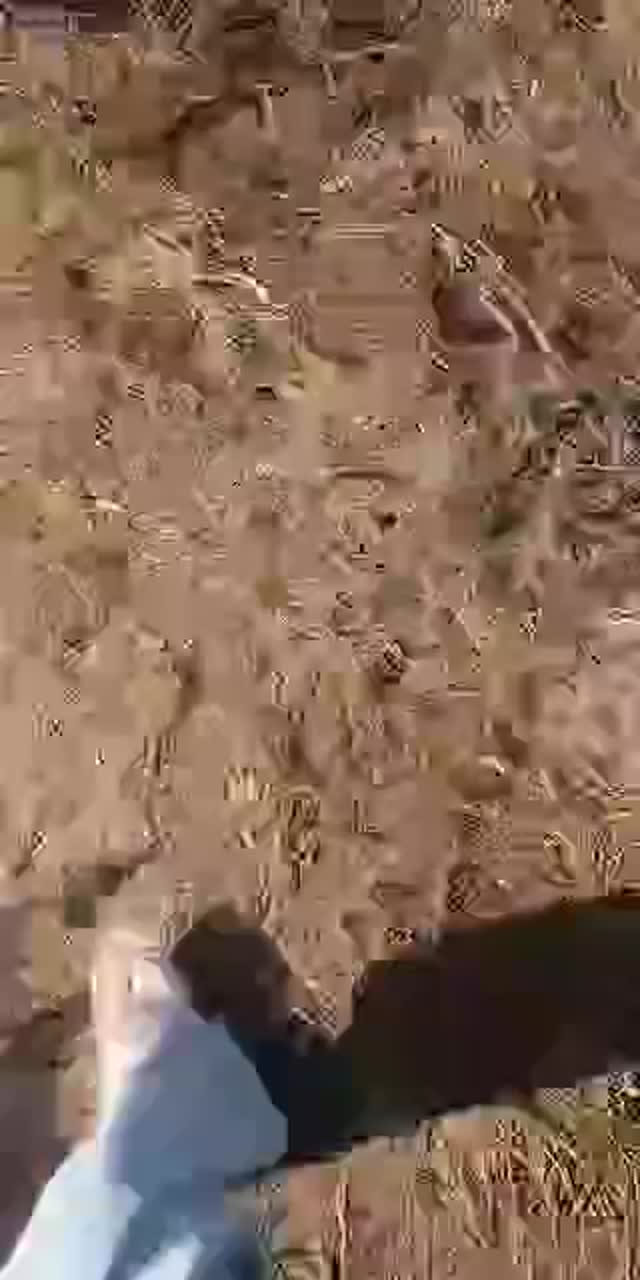 @neissaavrillyytaa TikTok live recording
