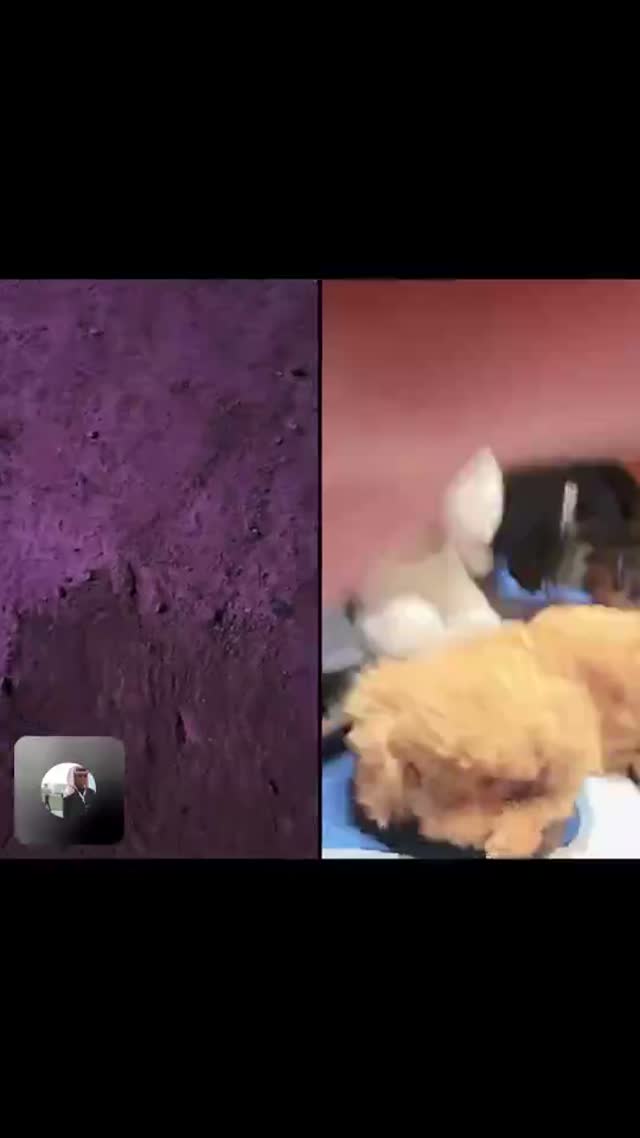 @a3.xzx TikTok live recording