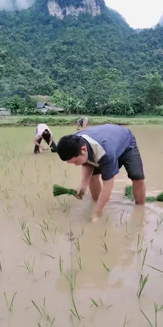 @tuyen.triu.van7 TikTok live recording